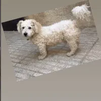 سگ تریر فرفری