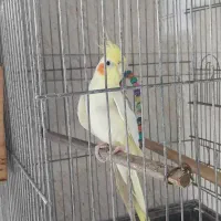 عروس هلندی نر دوکت