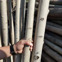 نهال سپیدار با ریشه سالم و رشد تضمینی|گل و گیاه طبیعی|خلخال, |دیوار