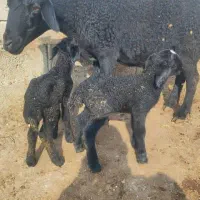 گوسفند|حیوانات مزرعه|لیلان, |دیوار