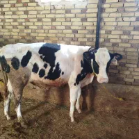 سه راس گوساله نر هشت ماهه صنعتی آماده پروار