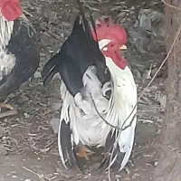 جاپنیز کف خواب