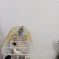 یک جفت عروس هلندی نر و ماده سالم با وسایل|پرنده|کهریزک, |دیوار