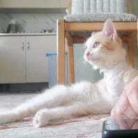 گربه شرایط خاص