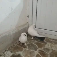 دم سیاه مهر