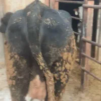 تلیسه صنعتی هلشتاین آبستن سنگین|حیوانات مزرعه|تهران, مهران|دیوار