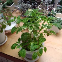 گل شاداب خونگی|گل و گیاه طبیعی|خرمآباد, |دیوار