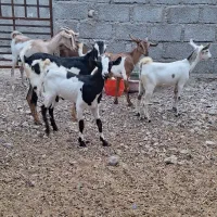 کهره