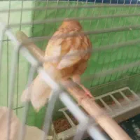 فروش قناری ماده|پرنده|صدرا-فارس, فاز ۱|دیوار