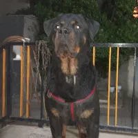 سگ روتوایلر ماده با خط خونی بالا