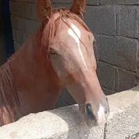 مادیان عرب ایرانی