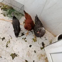 مرغ سلطانی و مرغ شاخ دار