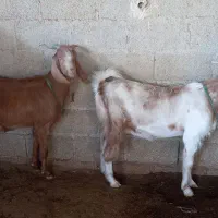 فروش بز دورگ آبستن|حیوانات مزرعه|گله دار, |دیوار