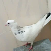 کبوتر نر