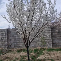 ویلای خوش اب وهموا بهترین مکان