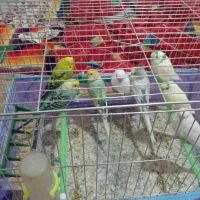 پرنده.مرغ.عشق.