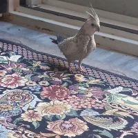 طوطی عروس ایزابلا|پرنده|قم, پردیسان|دیوار