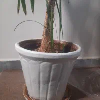 گل آپارتمانی یوکا|گل و گیاه طبیعی|تبریز, |دیوار