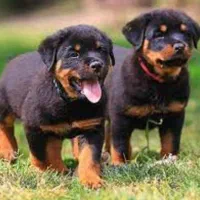 شاه توله نر روتوایلر توله های 70 روزه میکروچیب دار