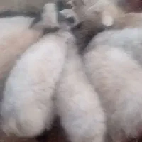 بره نر جوان|حیوانات مزرعه|کاشان, مزرعه نواب|دیوار