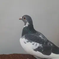 کفتر پلنگ دورگه آلمانی کرمونی ماده