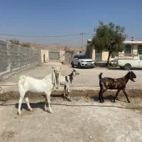 سه راس بز پاکستانی