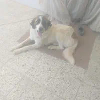 سگ ماده. گله. خارجی باجسه بزرگ