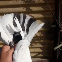 کفتر|پرنده|تهران, بهارستان|دیوار
