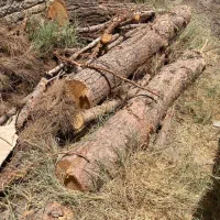 برش درختان مزاحم وهرس باغ وخرید نقدی همه مدل چب