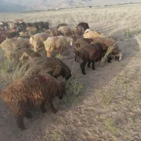 بره نر
