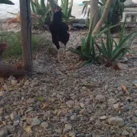 مرغ