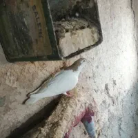 کفتر خال