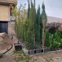 نخل..فضای سبز