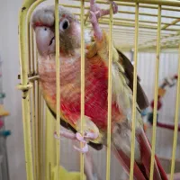 گیرنچیک سخنگو|پرنده|شاهینشهر, دکتر حسابی|دیوار