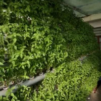 مشاور و اجرای گلخانه های مدرن طبقاطی بدون خاک nft|خدمات باغبانی و درختکاری|تهران, جوادیه تهرانپارس|دیوار