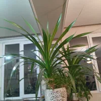 گل پاندانوس|گل و گیاه طبیعی|تهران, گلاب دره|دیوار