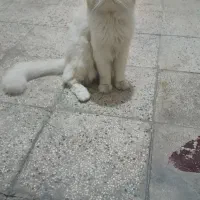 پرشین  ایرانی