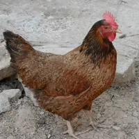 مرغ جوان