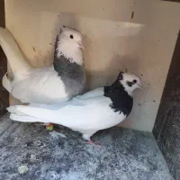 طوقی سبز بی عیب