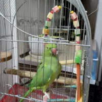 ملنگو|پرنده|قم, ولیعصر|دیوار