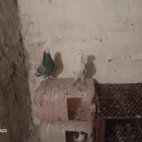 یک جفت کفتر تهرانی|پرنده|بومهن, |دیوار