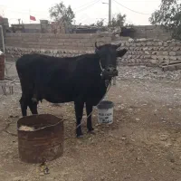 گاو ۵ماه ابستن