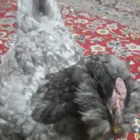 مرغ گلین طوسی