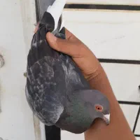 کبوتر رنگی شهری