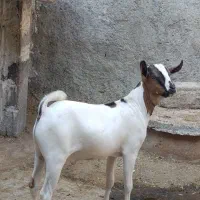 بز سومالی اصل