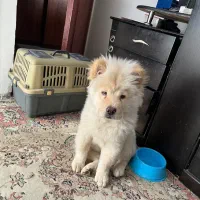 واگذاری توله چاو چاو|سگ|مشهد, سرافرازان|دیوار