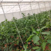 نیروی خانم در گلخانه