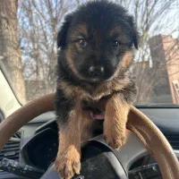 سگ اصل دو ماهه