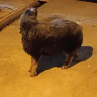 بره نر تخمی قد بلند کشیده