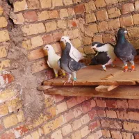 کفتر|پرنده|مشهد, كنويست|دیوار